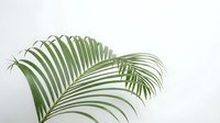 Tropical palm leaves with elegant curved fronds on clean white background. Natural botanical element for modern interior design and decoration projects.