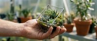 Caucasian person holding geometric glass terrarium with succulent plants indoors, gardening hobby and plant care concept.