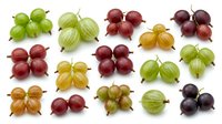 Assorted gooseberries in red, green, yellow and dark purple varieties arranged on white background, isolated for culinary, nutritional and agricultural design projects.