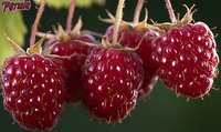 Fresh ripe red raspberries growing on branch with natural green background, macro photography showing detailed texture of juicy berries in summer garden.