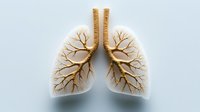 Anatomical model of human bronchial tree showing detailed lung structure with bronchi and bronchioles on white background, medical education concept.