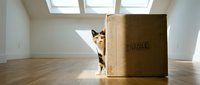 Curious calico cat peeking from behind a fragile cardboard box in a bright empty room with wooden floor and skylights.