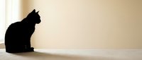Black cat silhouette sitting by window with warm natural light creating peaceful domestic scene for pet lovers and home decor applications.