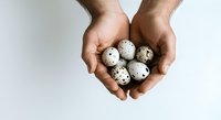 Male hands holding quail eggs on white background. Suitable for food, nutrition, cooking, and healthy eating concepts.