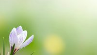 Purple crocus flower blooming in spring garden with soft green bokeh background and warm sunlight creating peaceful natural scene for wellness content.
