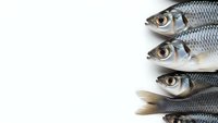 Fresh raw fish with silver scales arranged on white background for culinary and seafood market use.