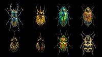 Colorful beetle collection isolated on transparent background, ready for clipart, t-shirt design, stickers, print-on-demand products, and sublimation projects.