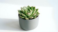 Potted succulent plant with green and pale leaves in minimalist ceramic container, isolated on white background for home decor and design projects.