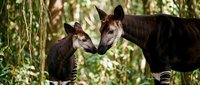 Adult okapi with young calf showing affectionate bonding behavior in natural forest habitat with dappled sunlight filtering through green foliage.