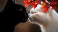 Black and white cats touching noses in tender moment with red flowers in soft focus background, romantic pet photography with bokeh effect and warm tones.