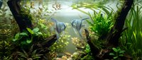 Striped fish swimming among aquatic plants in freshwater tank with natural lighting and green vegetation for aquarium hobby and aquascaping projects.