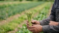 Fresh green asparagus spears held in farmer's hands in cultivated field, showcasing harvest and agricultural production for farming and food industry use.