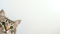 Adorable tabby kitten with green eyes peeking from corner on white background, perfect for pet care advertising and promotional materials.
