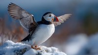 Atlantic puffin seabird with spread wings landing on snowy rock during winter. Colorful beak and distinctive black white plumage in arctic habitat.