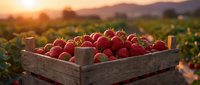 Fresh ripe strawberries in wooden crate at sunset farm field with mountain landscape background for organic agriculture and healthy food concepts.