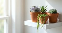 Small succulent plants in terracotta pots on white shelf near window with natural light for home decor and indoor gardening.
