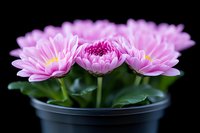 Pink chrysanthemum flowers in full bloom against dark background, showing delicate petals and vibrant colors in plastic pot with green foliage.