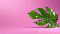 Monstera leaf with water drops on pink background, minimalist botanical composition with reflection on glossy surface. Fresh tropical plant concept.