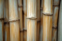 Close-up macro shot of natural bamboo stems in beige and brown tones showing distinctive nodes and parallel lines, creating zen-like minimalist pattern.