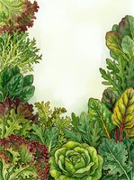Assorted leafy greens and vegetables including lettuce, kale, and chard arranged on cream background, suitable for culinary, nutrition, and organic farming designs.