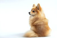 Adorable Pomeranian dog with fluffy orange-cream coat sitting in profile view against white background, showcasing distinctive fox-like features and luxuriant tail.