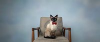 Siamese cat wearing pink bow tie sitting on mid-century modern chair against cloudy sky backdrop, studio portrait for pet fashion and lifestyle content.