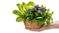 Fresh herbs in wicker basket held by hands on white background. Organic basil, parsley and leafy greens for cooking and healthy eating.