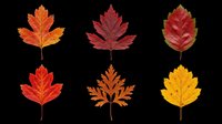 Autumn maple leaves in various fall colors including orange, red, burgundy, and yellow, isolated on transparent background. Ready for t-shirt designs, clipart, stickers, sublimation, and print-on-demand projects.