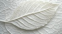 Extreme close up of white leaf veins and texture showing intricate natural patterns and delicate organic structure in monochromatic style. Great for nature backgrounds.