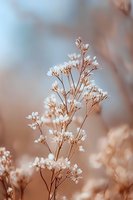 Delicate white baby's breath flowers against soft brown and blue bokeh background, creating dreamy romantic atmosphere for wedding and floral designs.