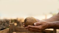 Farmer holding handful of dry soil in hands outdoors, agricultural land background, crop cultivation and earth quality testing concept.