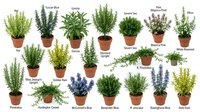 Collection of aromatic culinary herbs in terracotta pots including rosemary, thyme, sage, lavender and basil isolated on white background for cooking.