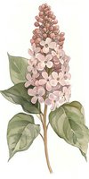 Delicate pink lilac branch with green leaves in watercolor style on white background, botanical art illustration suitable for wall decor and stationery design.