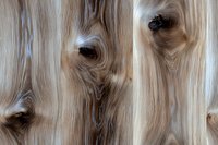 Natural wood grain pattern with swirling knots and lines in light beige and brown tones creates organic abstract texture for interior design and furniture backgrounds.
