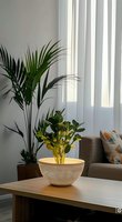 Modern living room interior with palm plant and decorative bowl containing green plant on wooden coffee table, natural light streaming through vertical blinds.