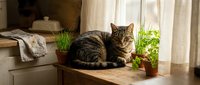Tabby cat resting on a rustic wooden table near a sunny window with potted green herbs in a cozy home interior.