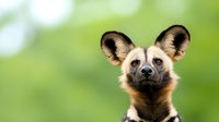 African wild dog portrait with large rounded ears against blurred green natural background, showcasing distinctive facial features.