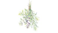 Hanging wisteria flowers with cascading purple and white blooms tied with twine, isolated on white background for design use.