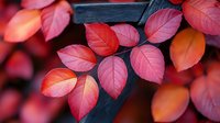 Vibrant red and pink autumn leaves on dark background create dramatic natural contrast. Macro photography captures detailed leaf texture and seasonal color change.