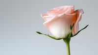 Single delicate pink rose blossom with soft petals and green stem against neutral gray background, minimalist floral composition with gentle side lighting.
