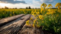 Wooden boardwalk through blooming canola field at golden hour with yellow rapeseed flowers in foreground and dramatic sky creating peaceful rural landscape.