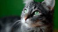 Gray tabby cat with striking green eyes gazing upward against blurred green background, dramatic lighting highlights facial features and whiskers in close-up portrait.