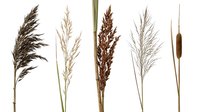 Dried ornamental grass collection with feathery plumes and seed heads isolated on white background for botanical design and natural decor projects.