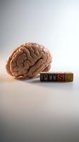 Human brain model beside wooden letter blocks spelling PTSD on white background, representing post-traumatic stress disorder awareness and mental health.