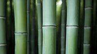 Fresh green bamboo stalks in natural sunlight creating peaceful zen atmosphere, close-up view shows distinctive nodes and smooth surface texture of bamboo forest.