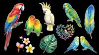 Colorful parrot and tropical bird collection isolated on transparent background. Includes macaws, cockatoos, parakeets, feathers and botanical elements. Ready for t-shirt design, clipart, stickers, sublimation and print-on-demand projects.