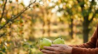 Farmer holding fresh green apples in hands against orchard background with blurred trees and golden sunlight, harvest season.