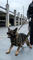 Police K9 German Shepherd dog barking aggressively during training exercise with handler in urban parking garage setting for law enforcement work.