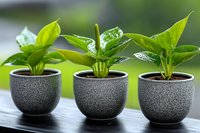 Three small potted green plants with bright leaves in matching gray textured ceramic pots arranged in row on windowsill, fresh natural home decor against blurred background.