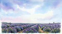 Lavender field landscape with purple blooming flowers stretching across rolling hills under soft cloudy sky, suitable for nature and agriculture backgrounds.